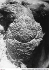 Historisches Foto von Galatheites sp. (NHMW-AFW-GEO-BACHMAYER-FOTO-1990-0041-0485)